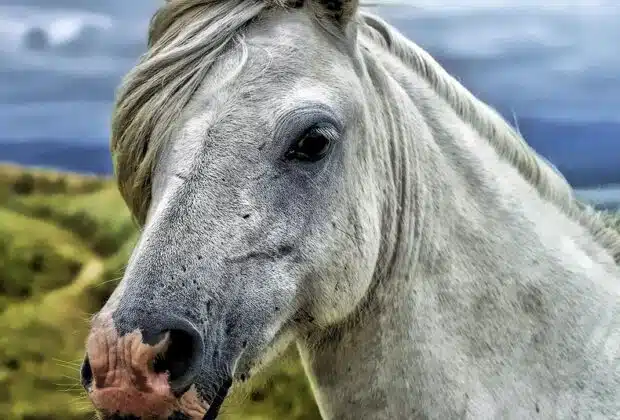 La beauté des chevaux gris : un hommage équin